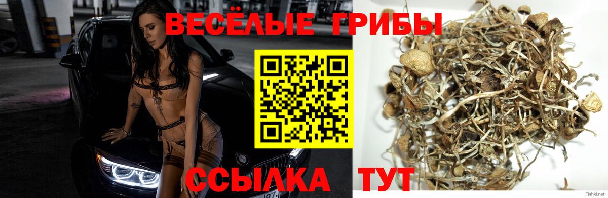 Псилоцибиновые грибы Magic Shrooms  Вход с VPN  Псилоцибиновые грибы мухоморы  Усть-Джегута 